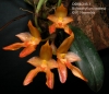 Bulbophyllum cootesii  (02)